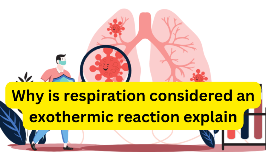 Why Is Respiration Considered An Exothermic Reaction Explain In Easy Way
